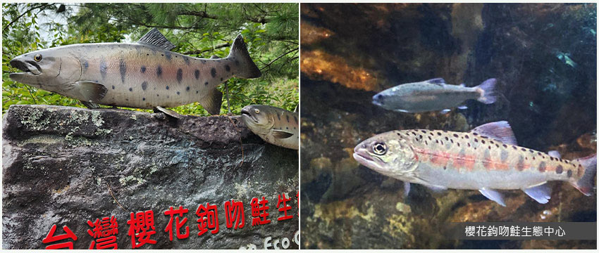 櫻花鉤吻鮭生態中心